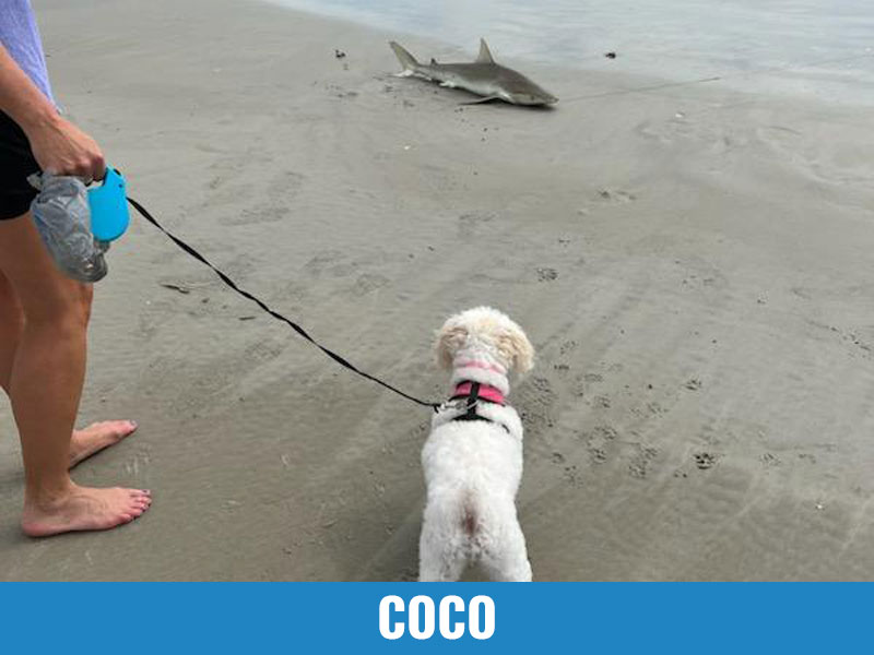 Doga Saving Dogs