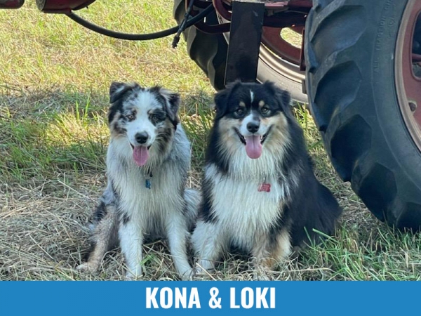 Kona &amp; Loki