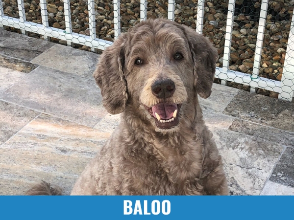 Baloo