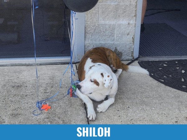 Shiloh