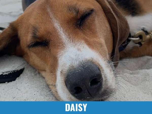 Daisy