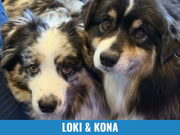 Loki &amp; Kona