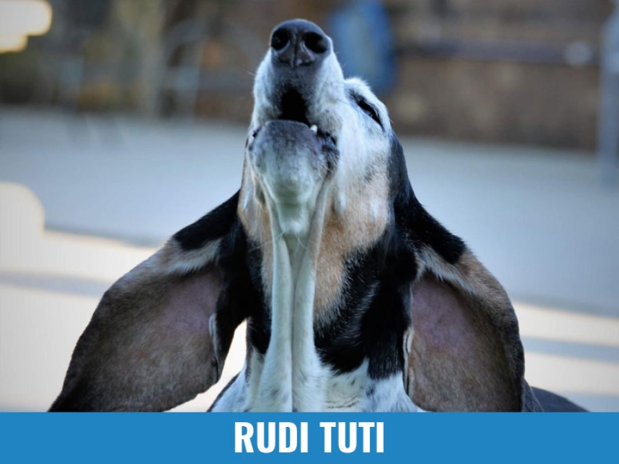 Rudi Tuti