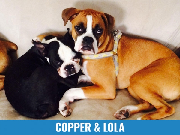 Copper &amp; Lola