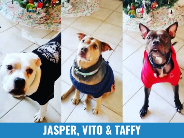 Jasper, Vito and Taffy