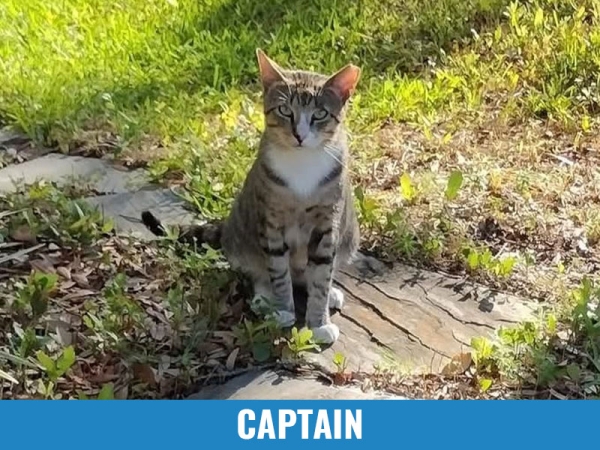 Captain