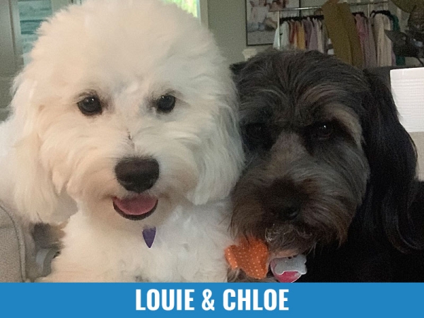 Louie &amp; Chloe