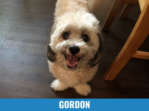 Gordon