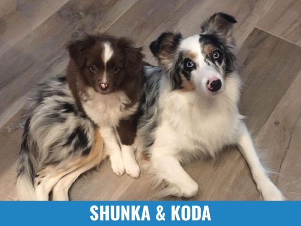 Shunka &amp; Koda