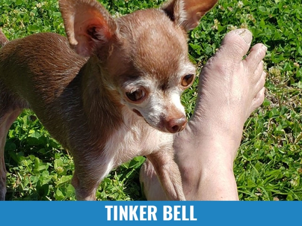 Tinker Bell