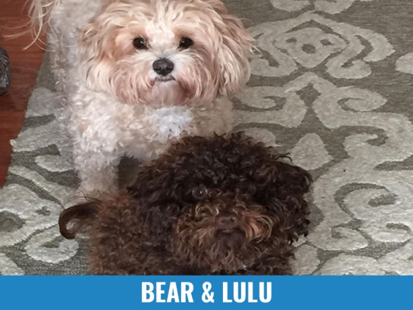 Bear &amp; Lulu
