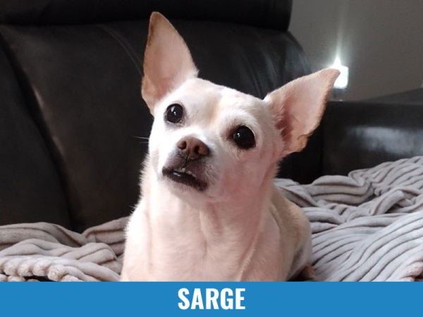 Sarge