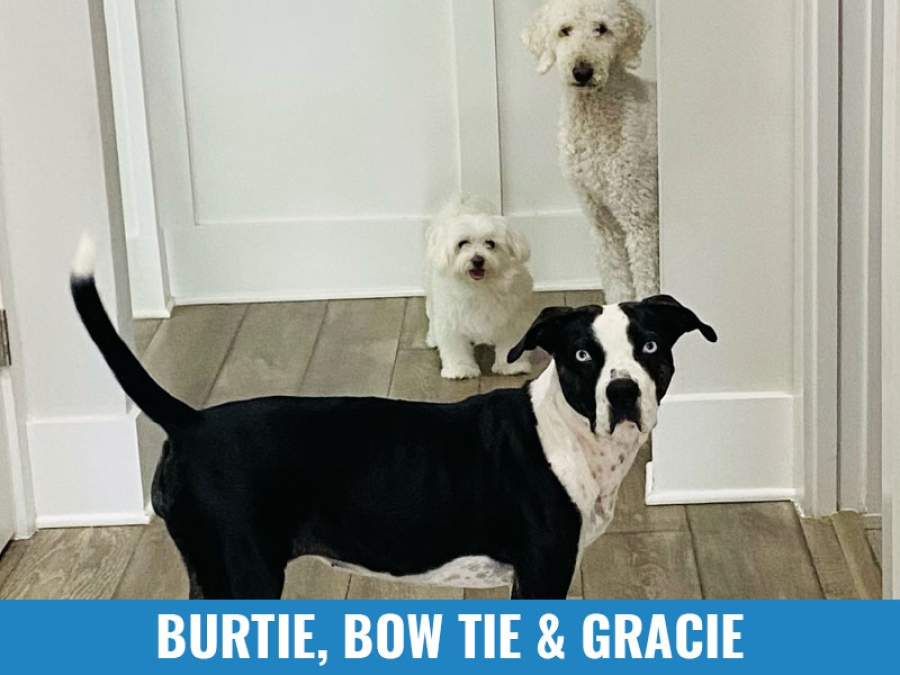 Burtie, Bow Tie &amp; Gracie