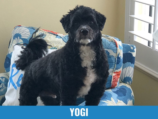 Yogi