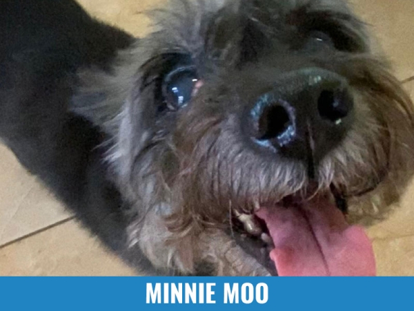 Minnie Moo