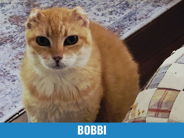 Bobbi