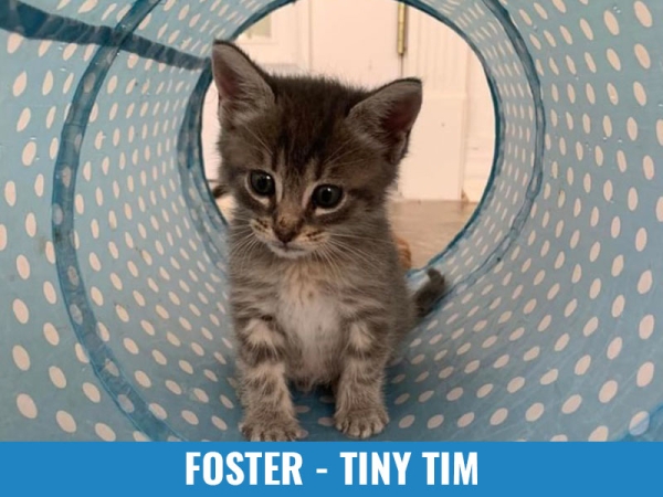 Foster - Tiny Tim
