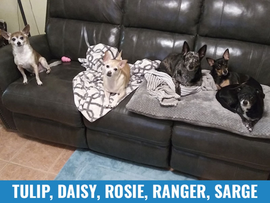 Tulip, Daisy, Rosie, Ranger, Sarge