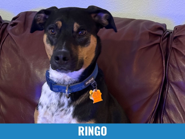 Ringo